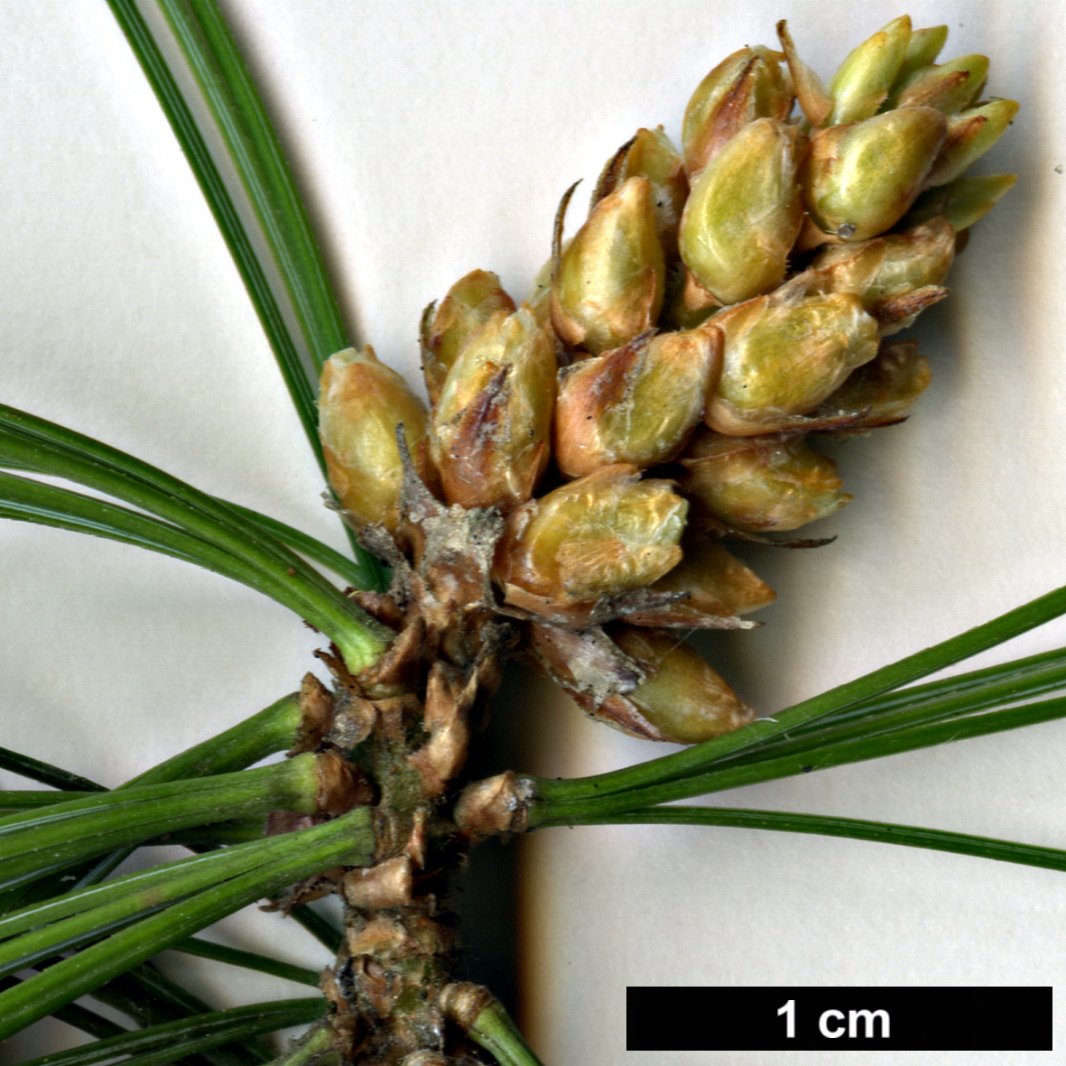 High resolution image: Family: Pinaceae - Genus: Pinus - Taxon: ×schwerinii (P.strobus × P.wallichiana)